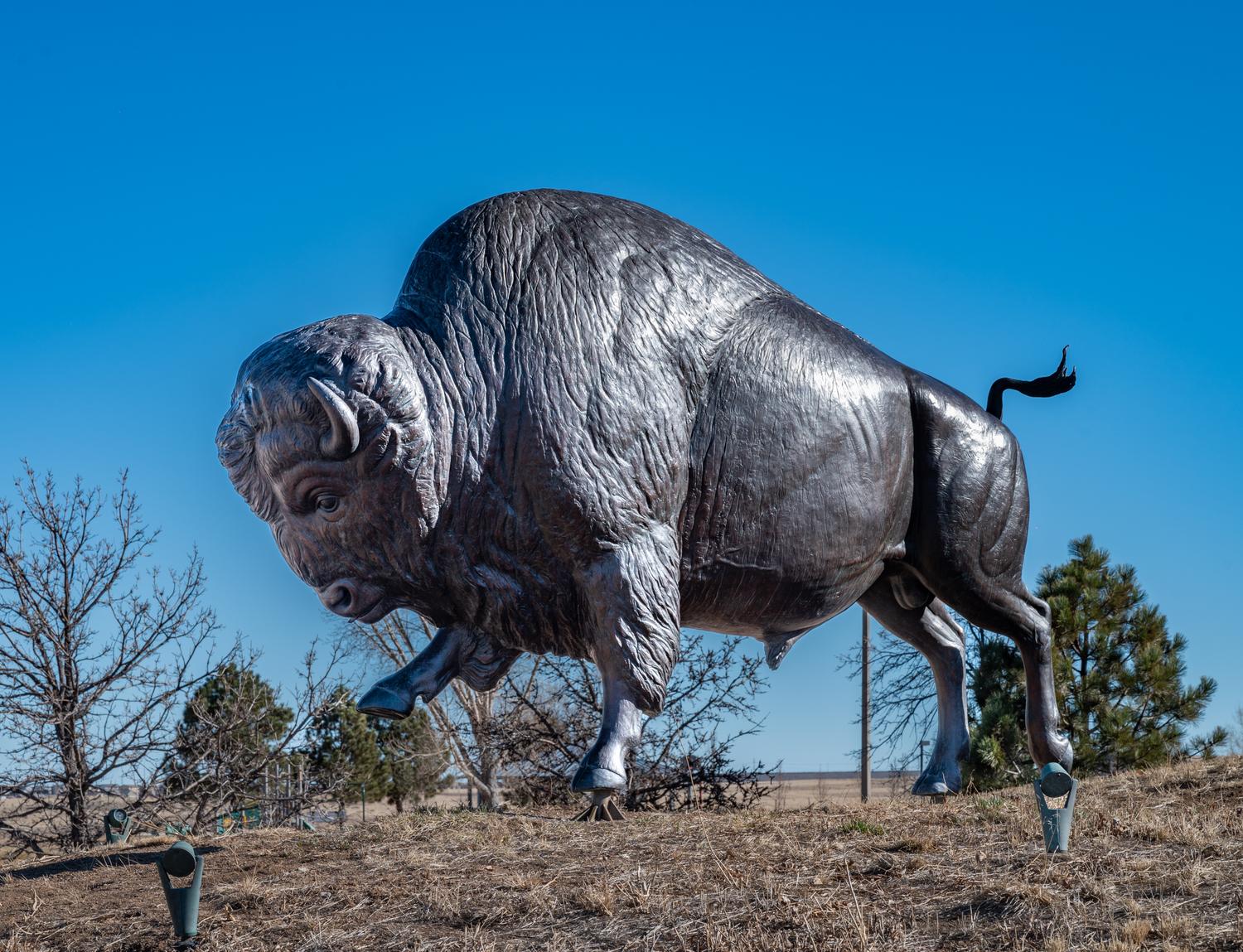 Bull Bison