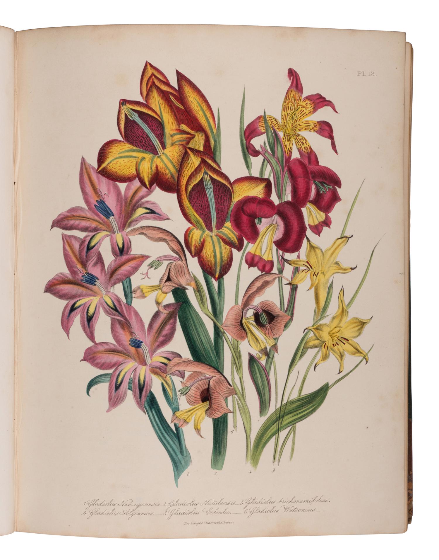 [NATURAL HISTORY]. LOUDON, Jane Webb (1807-1858). The Ladies' Flower-Garden of Ornamental Bulbous Plants [and] Ornamental Greenhouse Plants . London: William Smith, 1841, 1848.