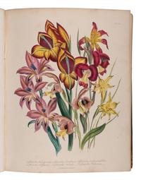 [NATURAL HISTORY]. LOUDON, Jane Webb (1807-1858). The Ladies' Flower-Garden of Ornamental Bulbous Plants [and] Ornamental Greenhouse Plants . London: William Smith, 1841, 1848.