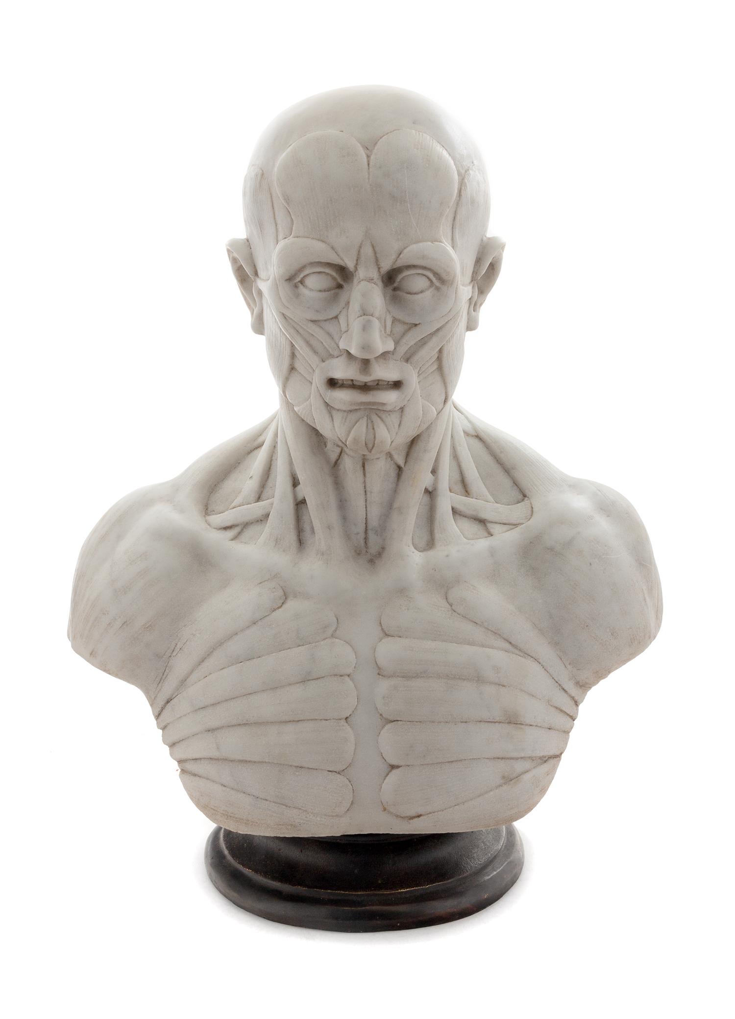 An Italian Marble Anatomical Bust