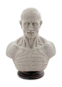 An Italian Marble Anatomical Bust