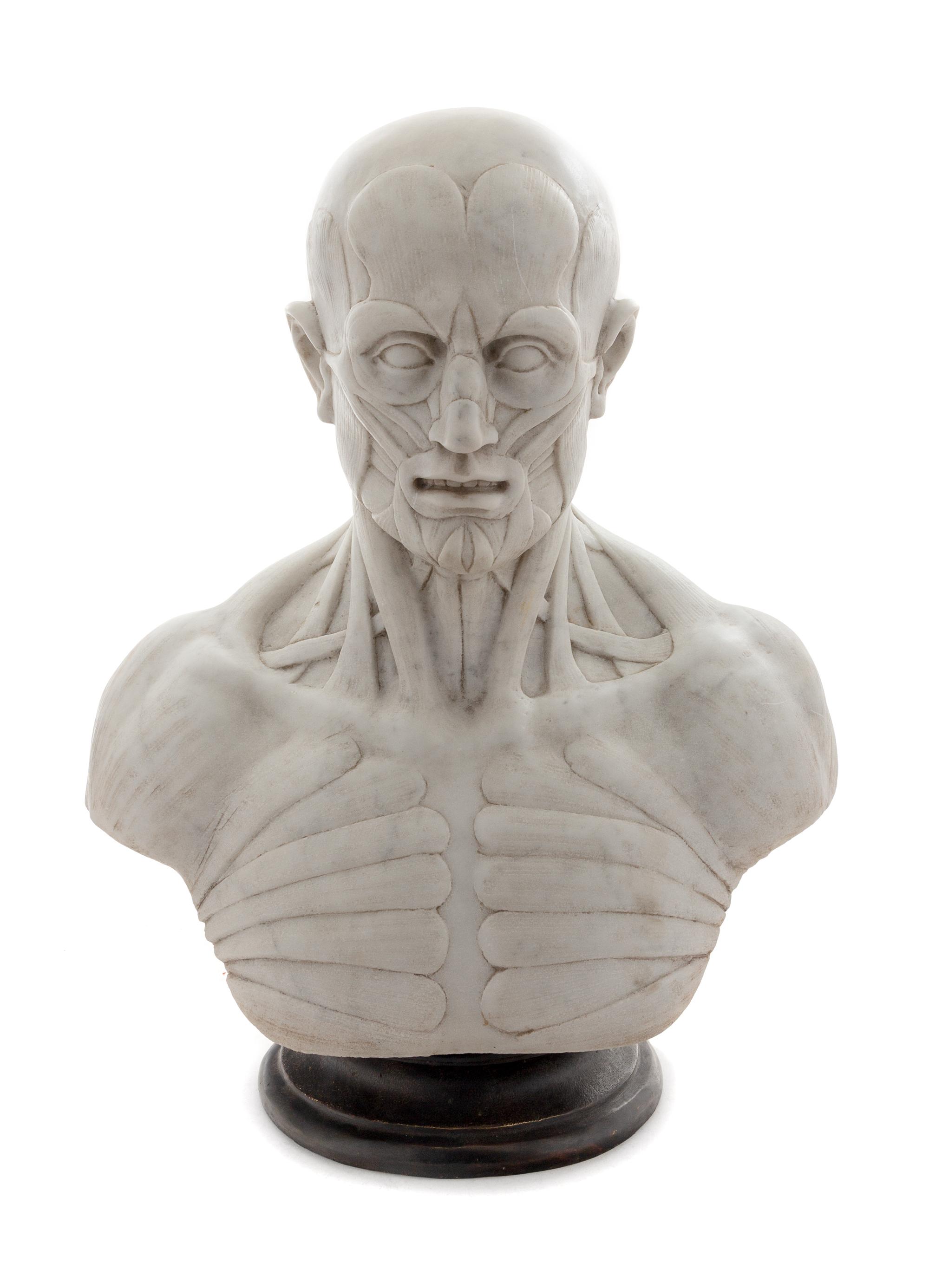 An Italian Marble Anatomical Bust