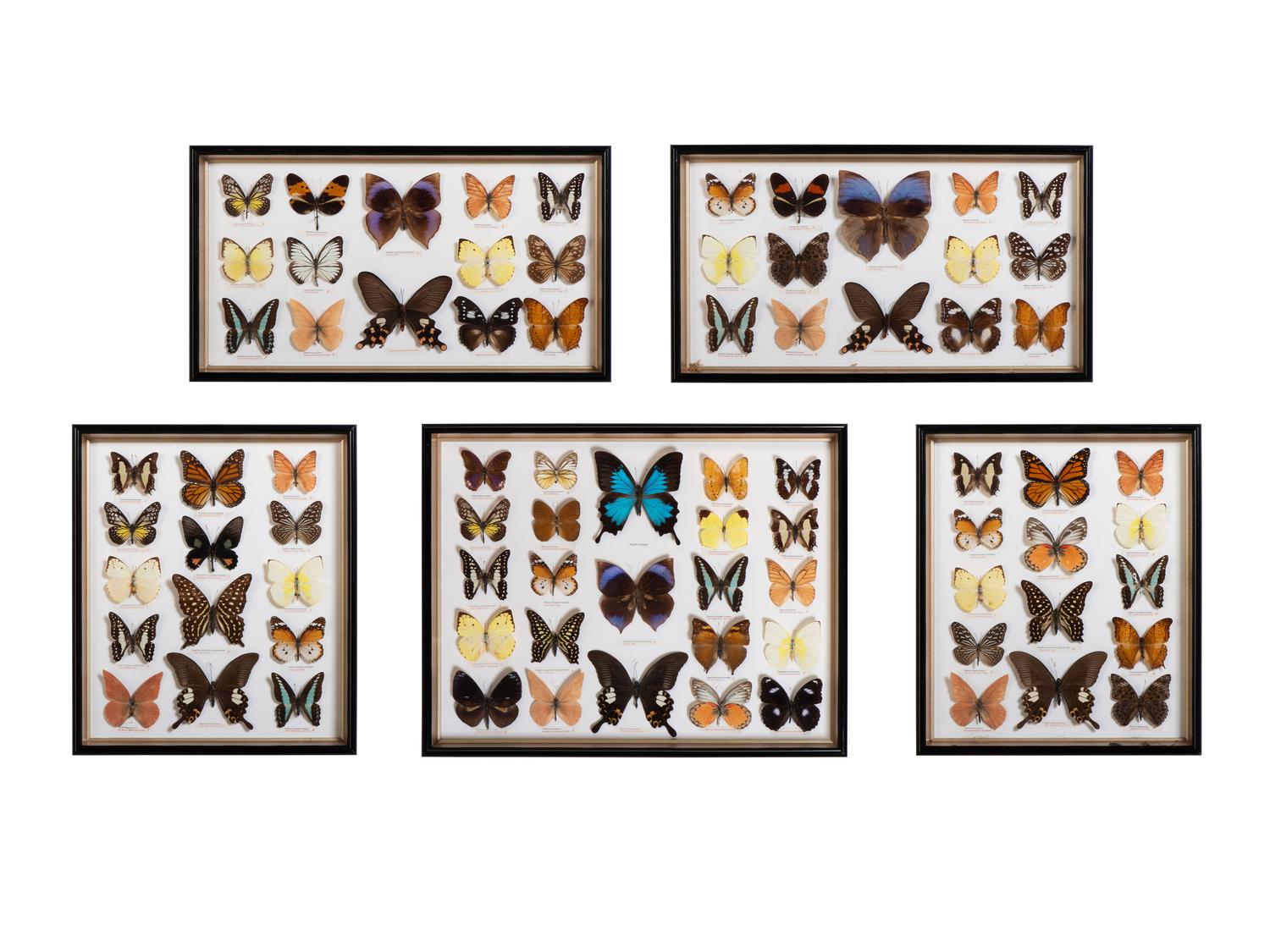 Five Framed Groups of Lepidopterological Specimens