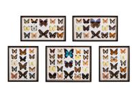 Five Framed Groups of Lepidopterological Specimens