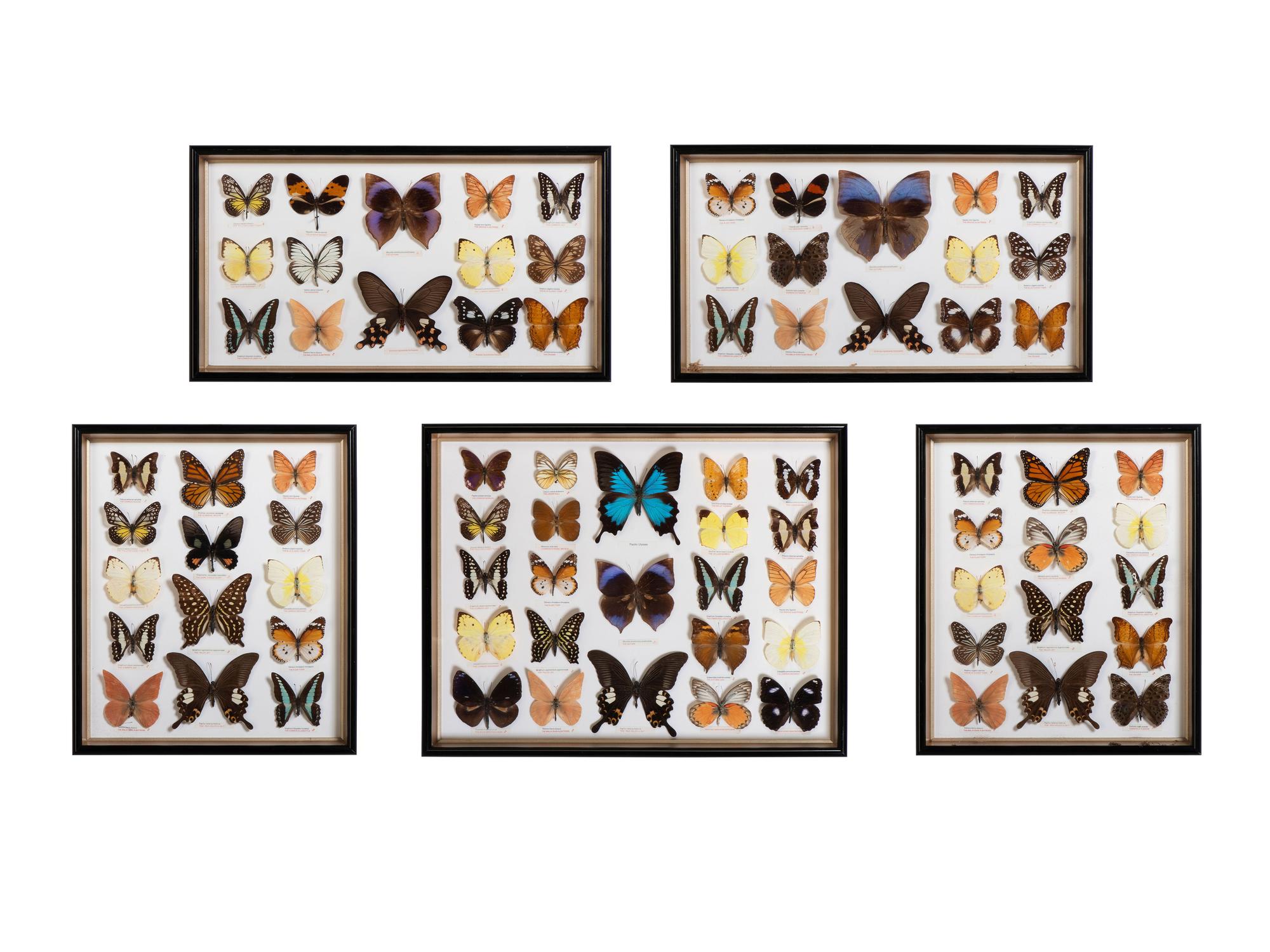 Five Framed Groups of Lepidopterological Specimens