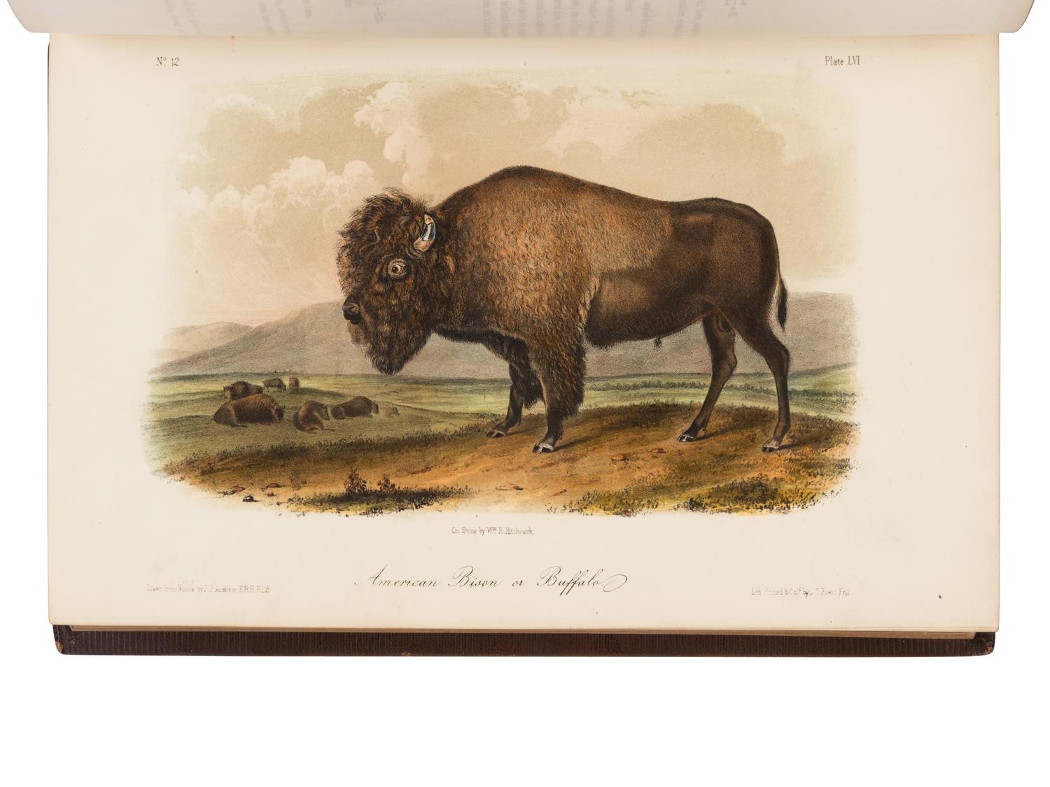 Audubon, John James, and John Bachman. The Quadrupeds of North America