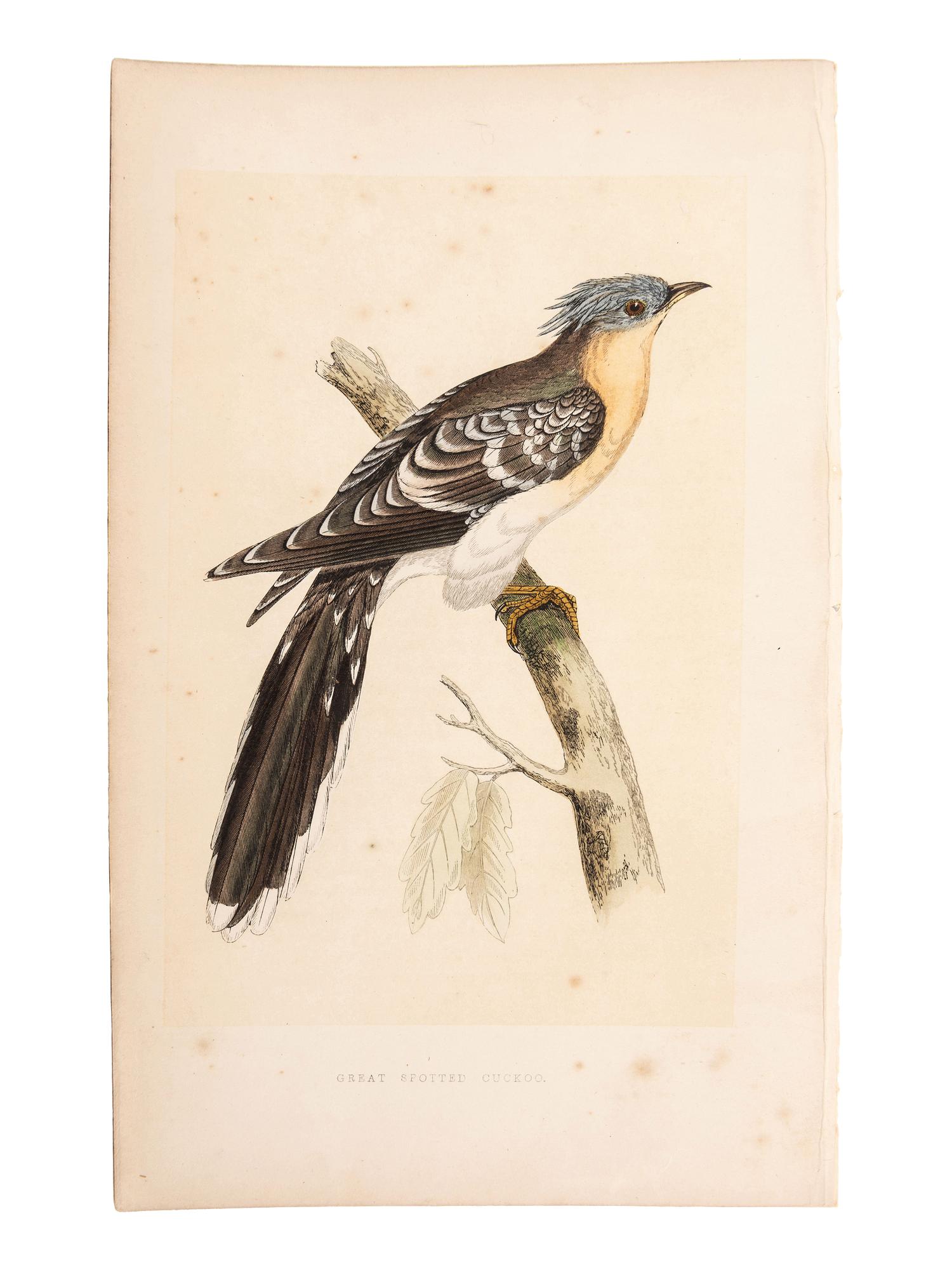 A Collection of Engravings from A History of British Birds , Rev. Francis Orpen Morris (Irish, 1810-1893)