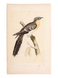A Collection of Engravings from A History of British Birds , Rev. Francis Orpen Morris (Irish, 1810-1893)