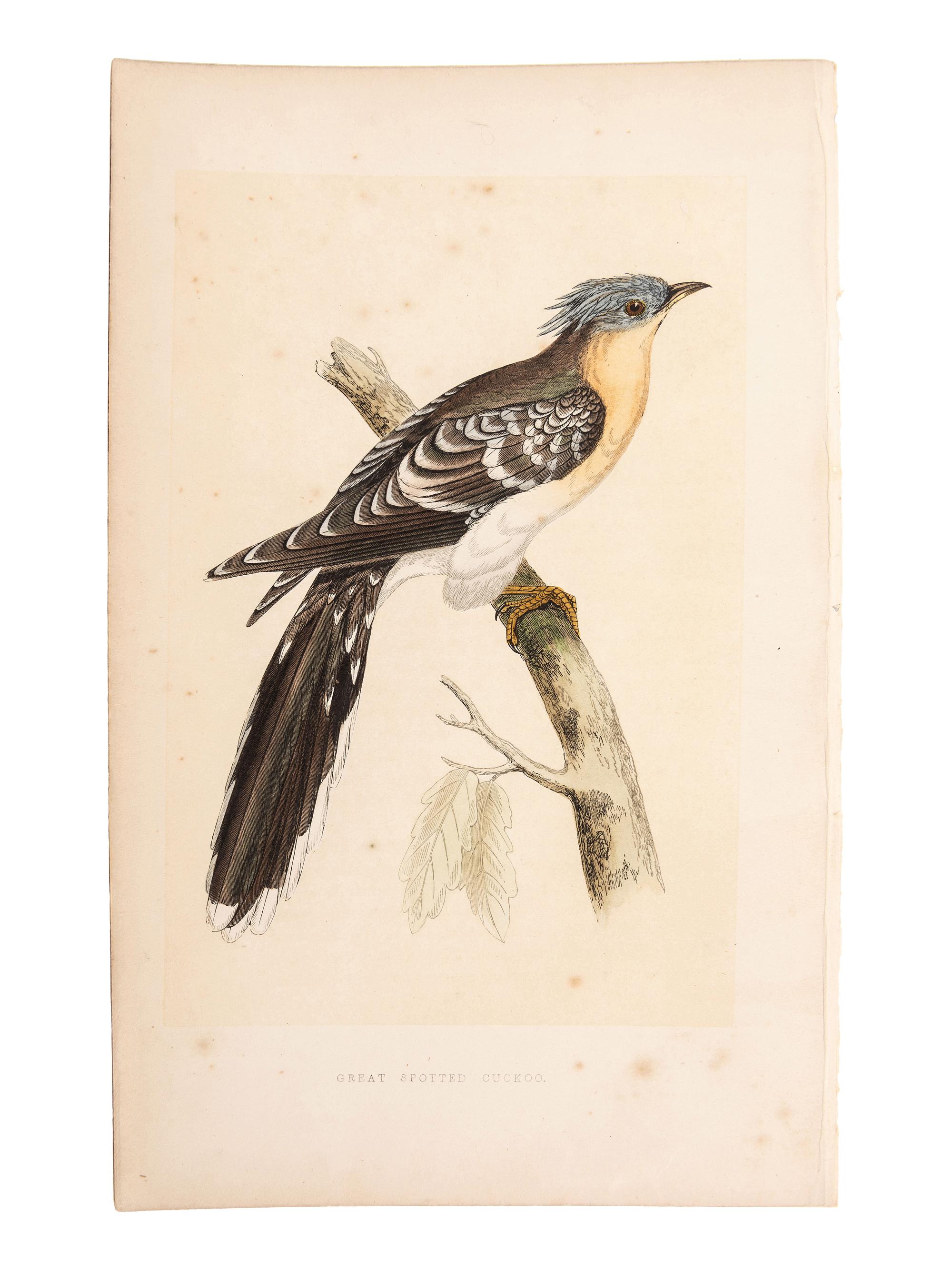 A Collection of Engravings from A History of British Birds , Rev. Francis Orpen Morris (Irish, 1810-1893)