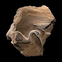 An Egyptian Painted Limestone Relief Fragment with the Head of an Ibis