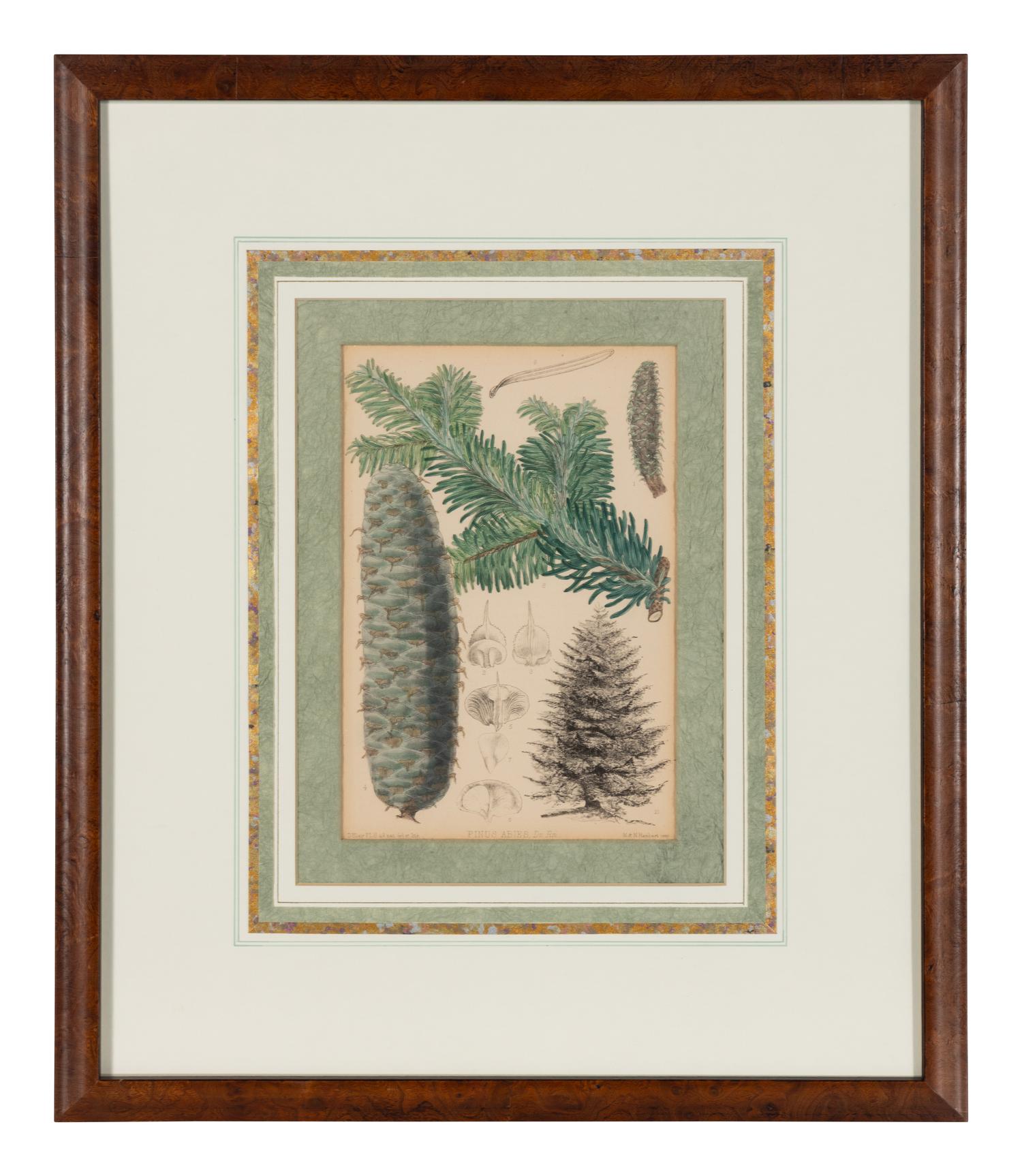 A Set of Eleven Illustrations from Medicinal Plants by Robert Bentley and Henry Trimen