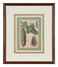 A Set of Eleven Illustrations from Medicinal Plants by Robert Bentley and Henry Trimen
