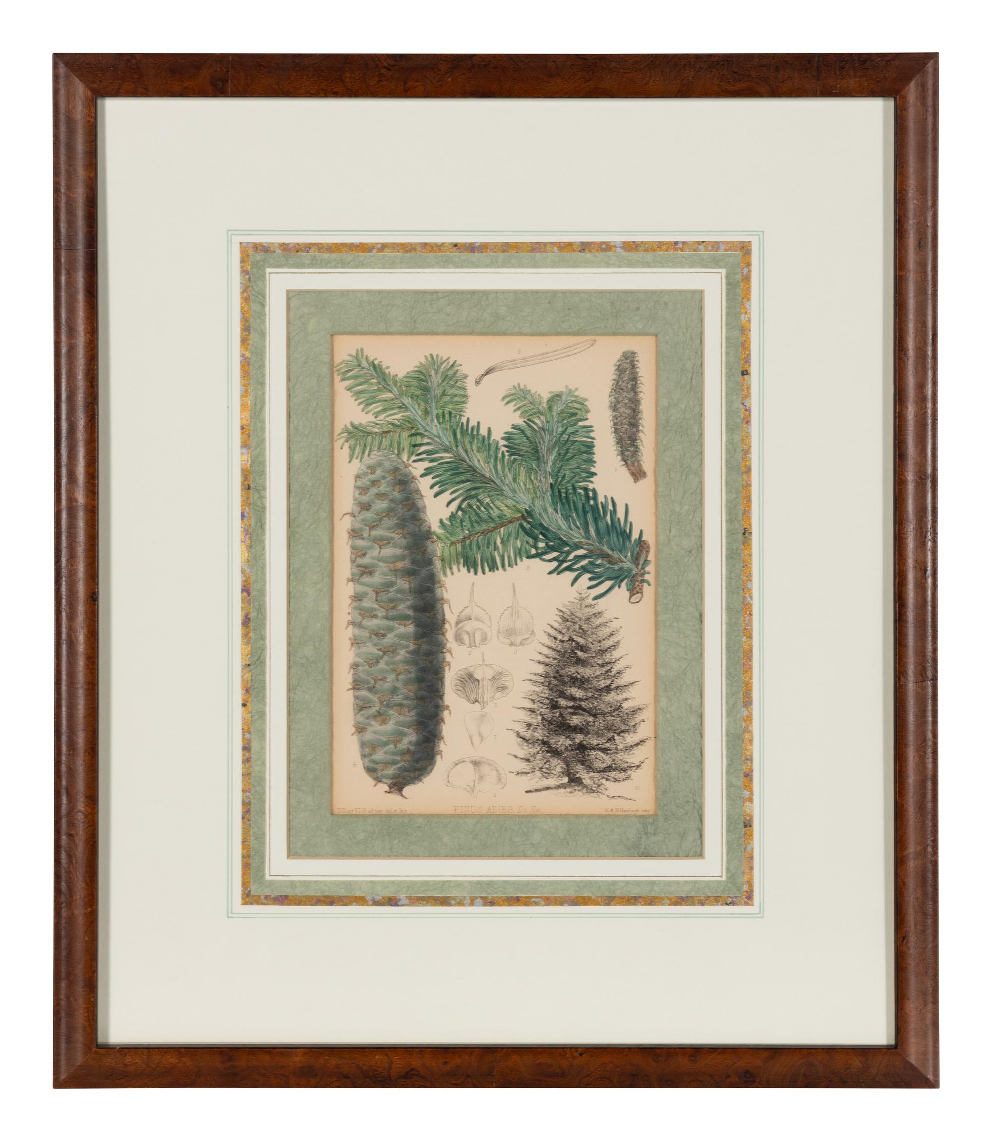 A Set of Eleven Illustrations from Medicinal Plants by Robert Bentley and Henry Trimen