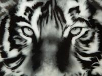 Two Porcelain Art Plates - Robert Longo Tiger Head 2 and Fornasetti Tema e Variazioni Motiv31 — 20th Century
