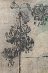 Lily Lotus