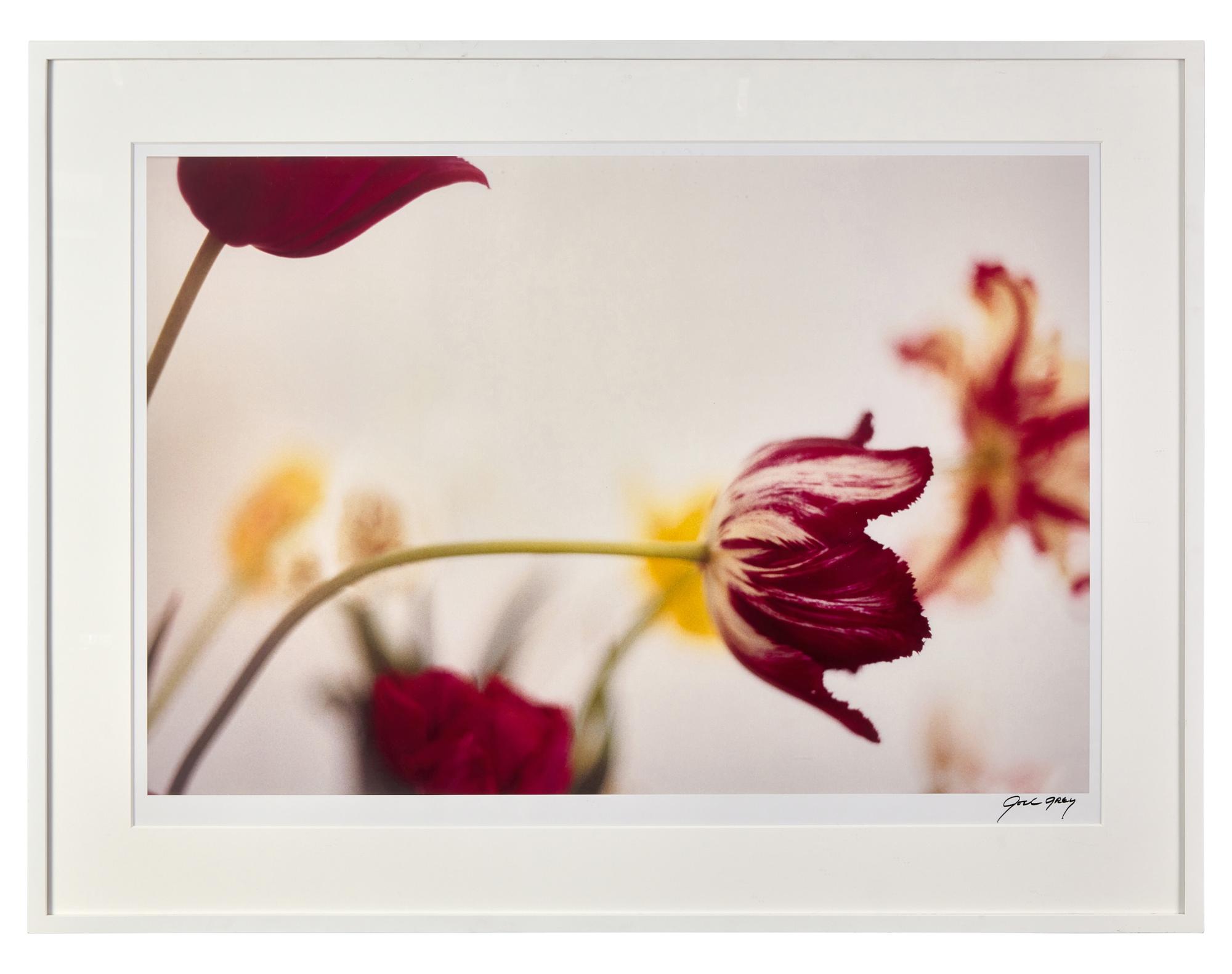 Tulips , 2023