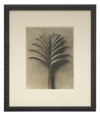 A Set of 8 Botanical Prints