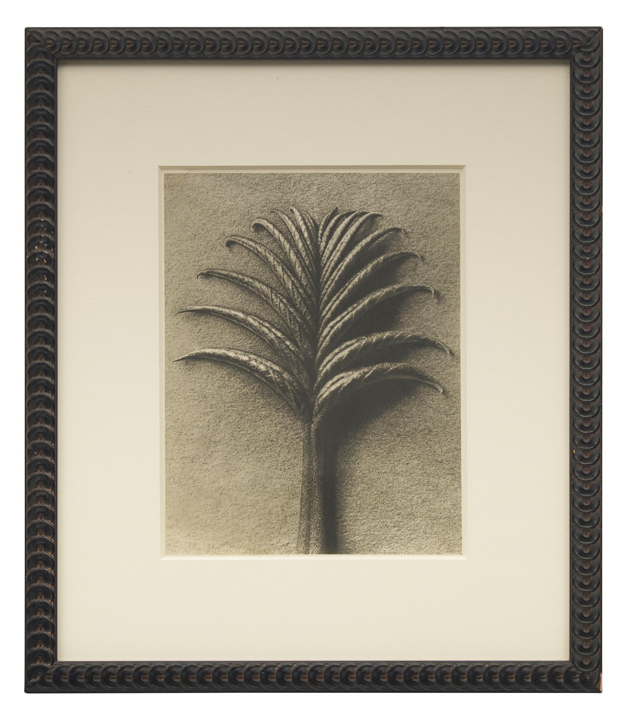 A Set of 8 Botanical Prints