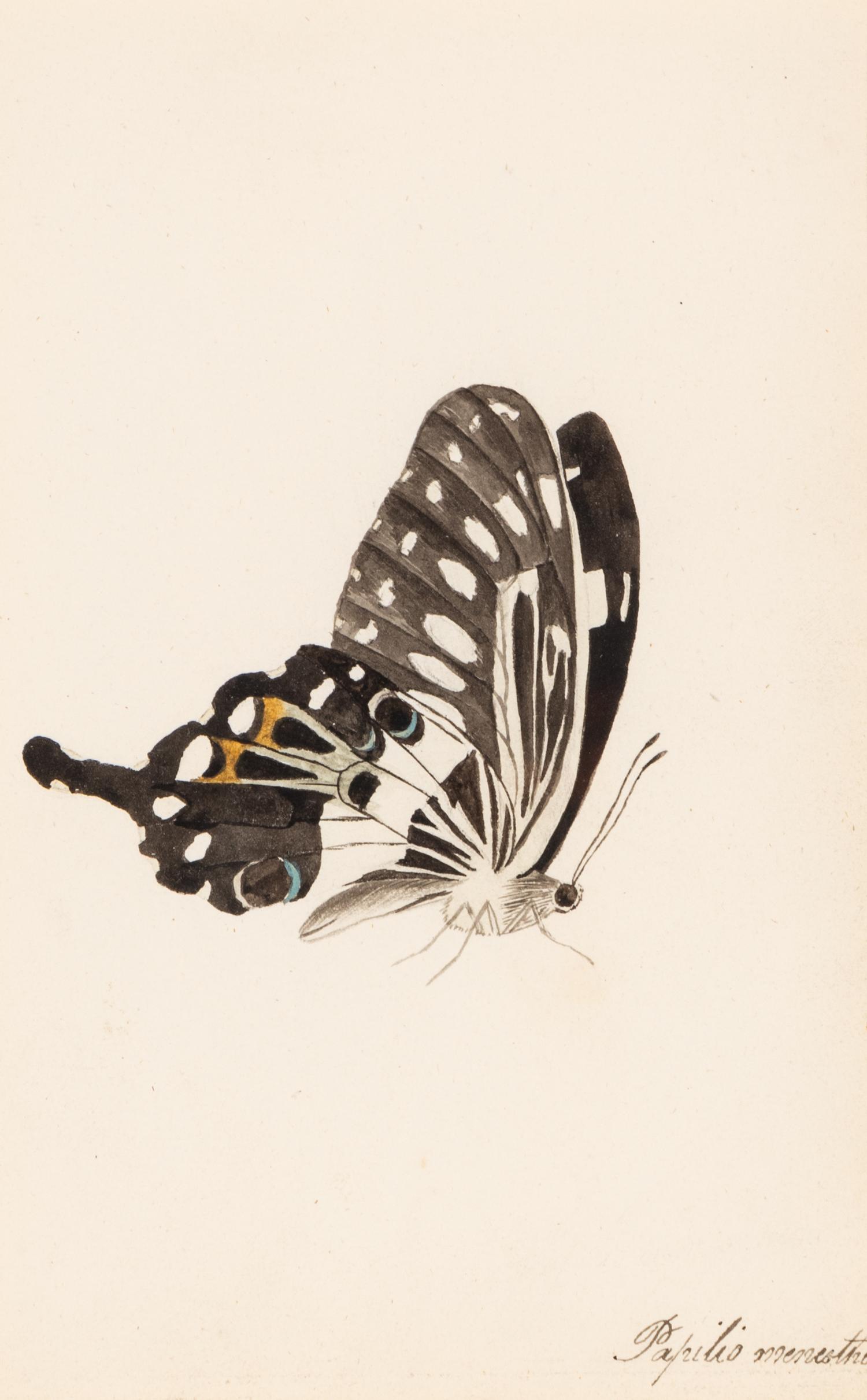 A Collection of Nine Framed Watercolors of Butterflies