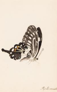 A Collection of Nine Framed Watercolors of Butterflies