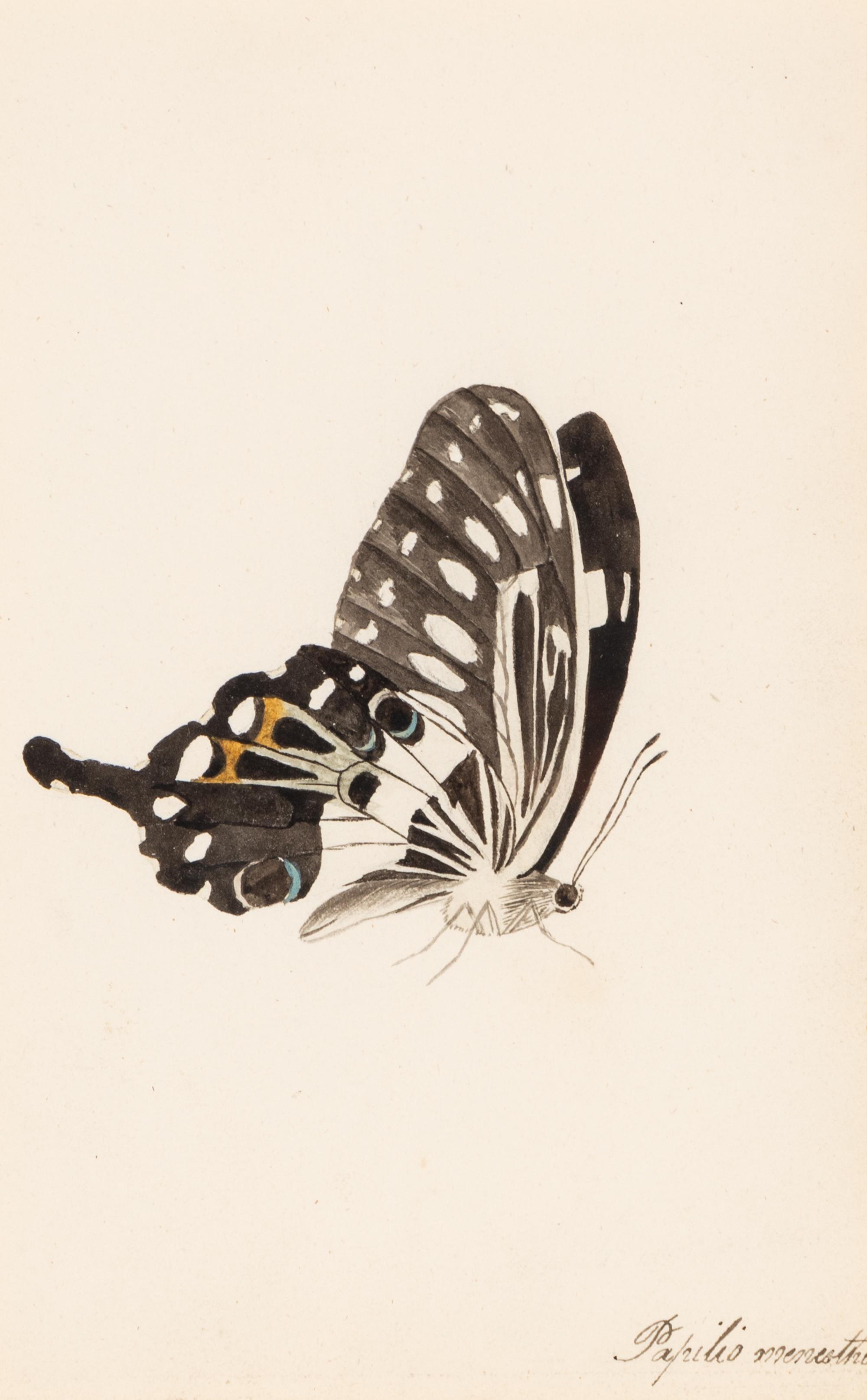 A Collection of Nine Framed Watercolors of Butterflies