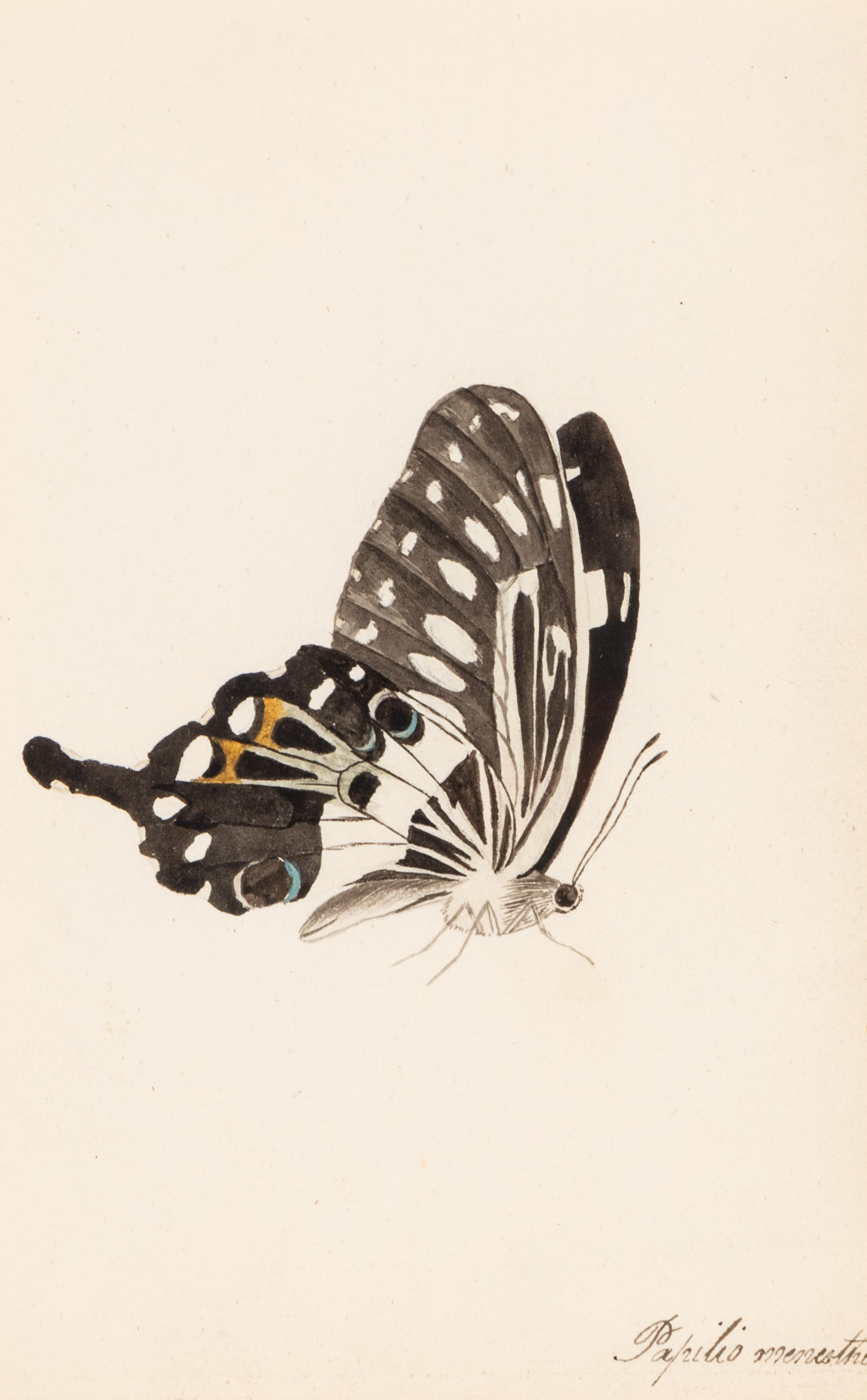 A Collection of Nine Framed Watercolors of Butterflies