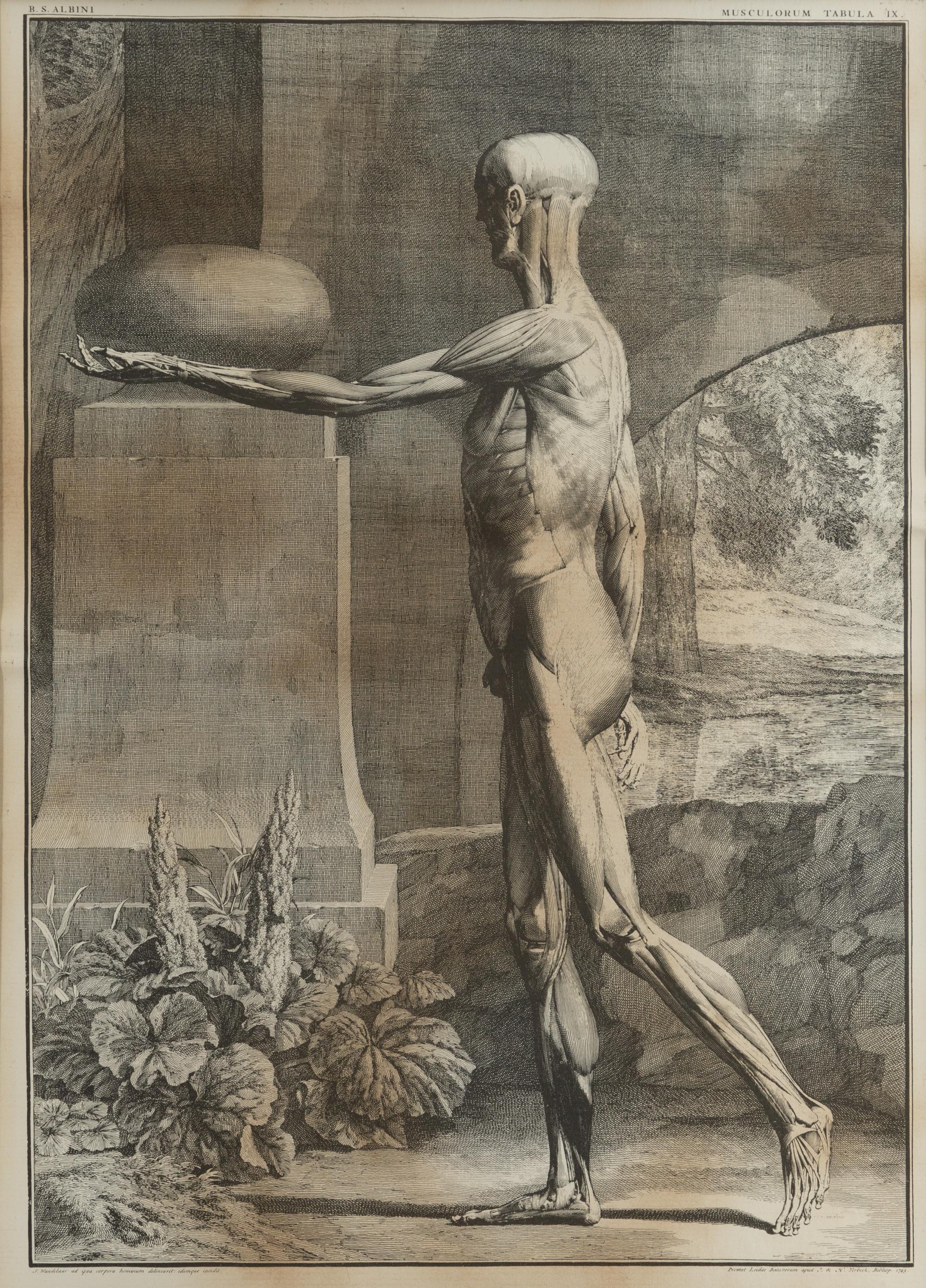 Tabulae sceleti et musculorum corporis humani (three works)