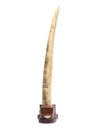 A Scrimshaw Walrus Tusk