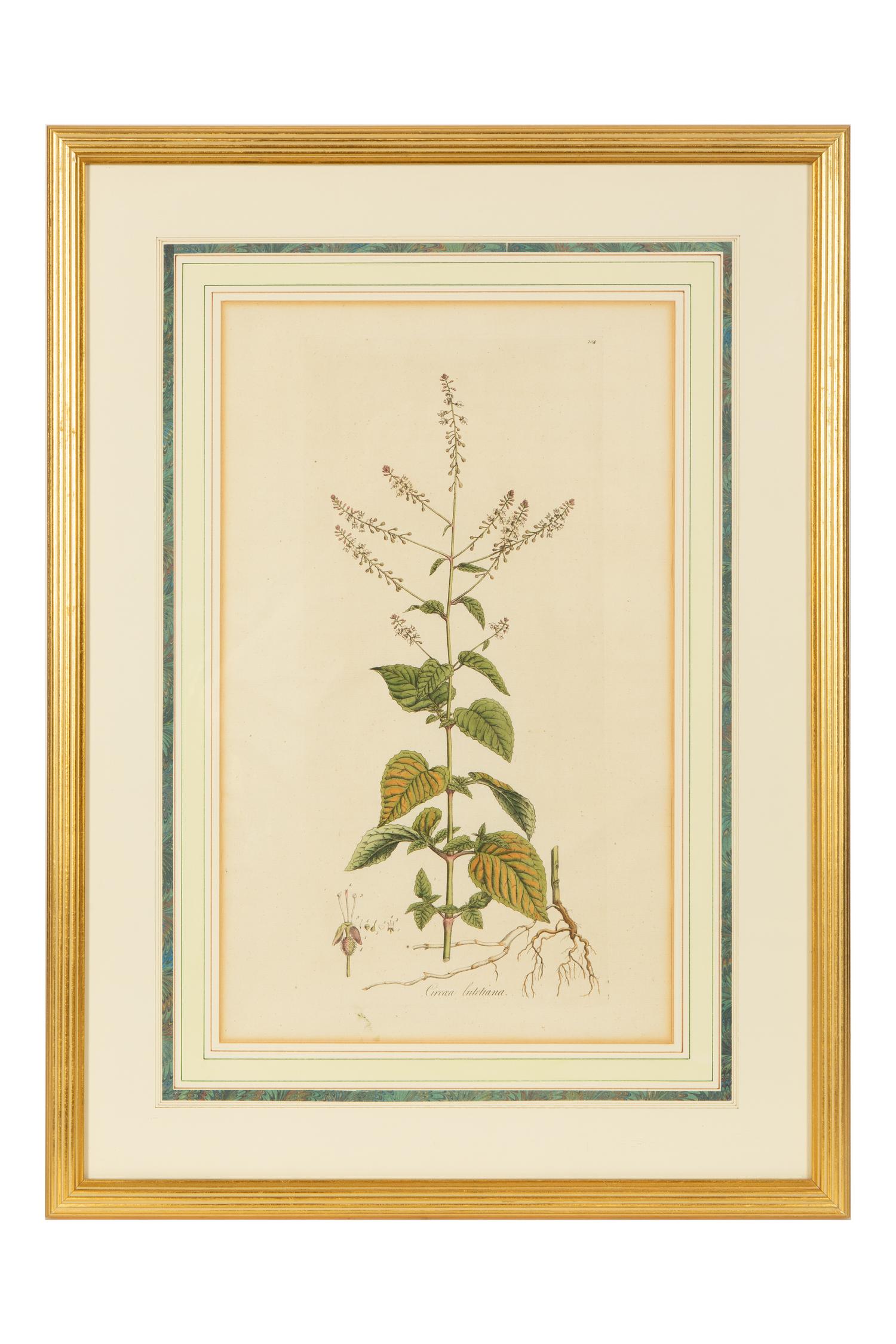 A Set of Eight Gilt Framed Hand Colored Botanical Etchings