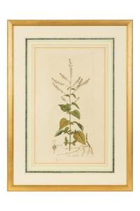A Set of Eight Gilt Framed Hand Colored Botanical Etchings