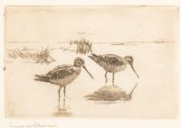 Pair of Snipe