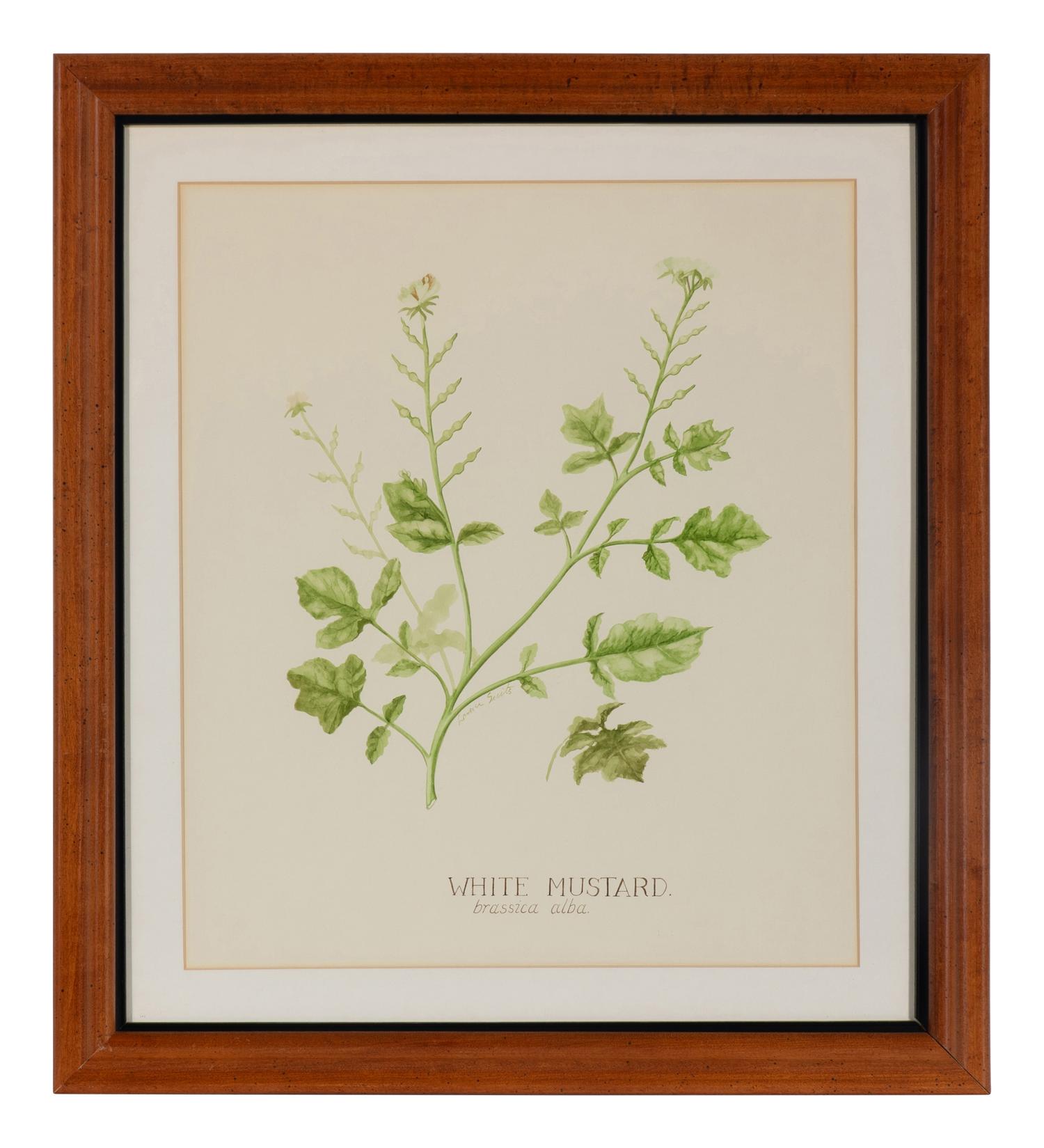 Four Louise Smith Watercolor Botanical Illustrations