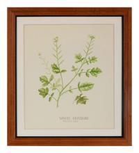 Four Louise Smith Watercolor Botanical Illustrations