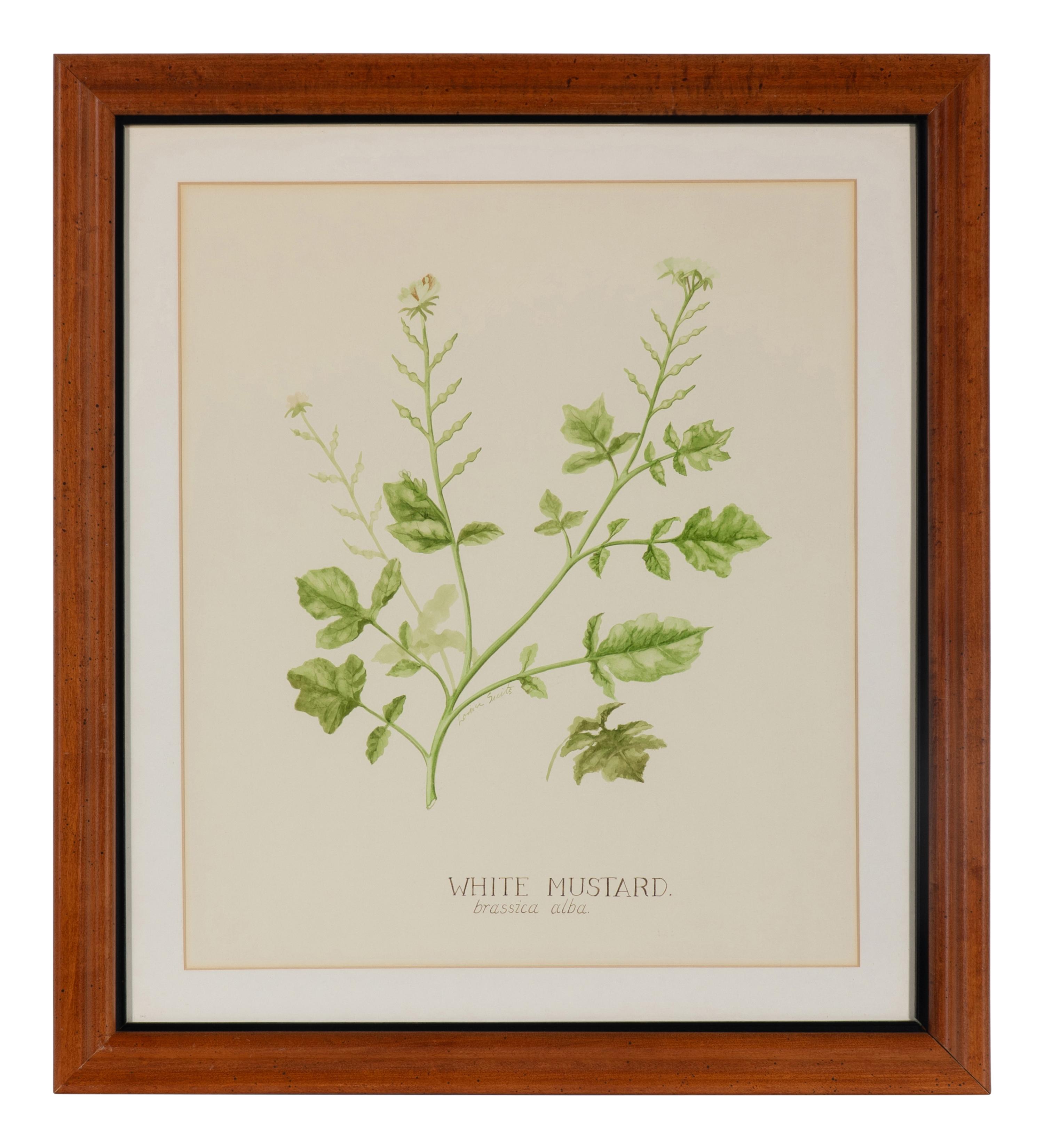 Four Louise Smith Watercolor Botanical Illustrations