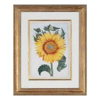A Set of Four Botanical Prints