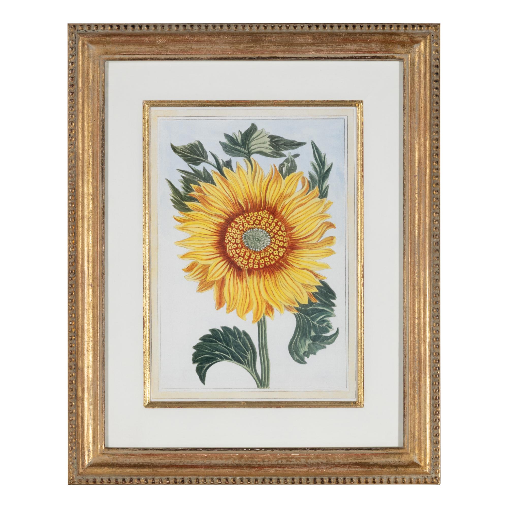 A Set of Four Botanical Prints