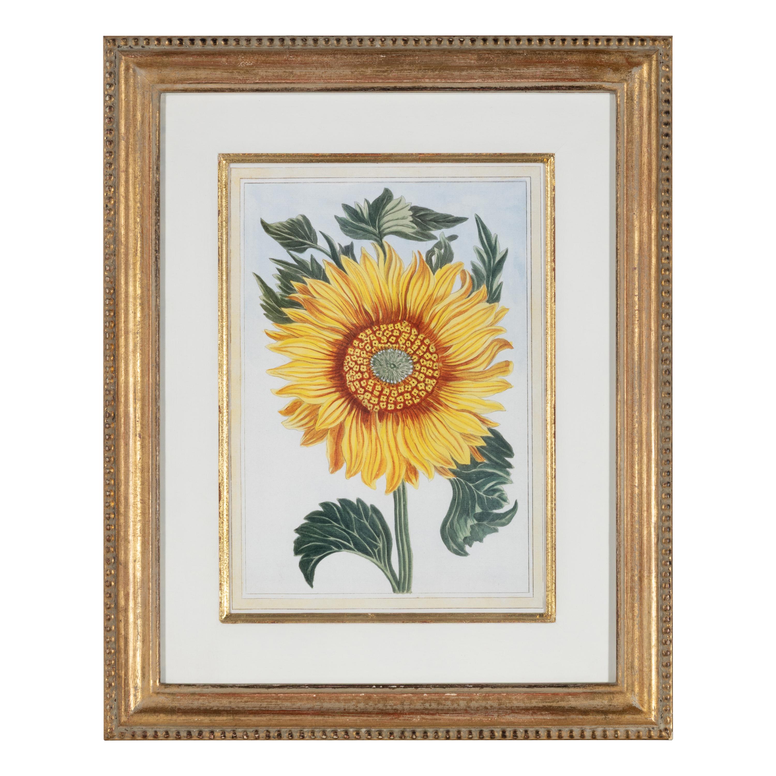 A Set of Four Botanical Prints
