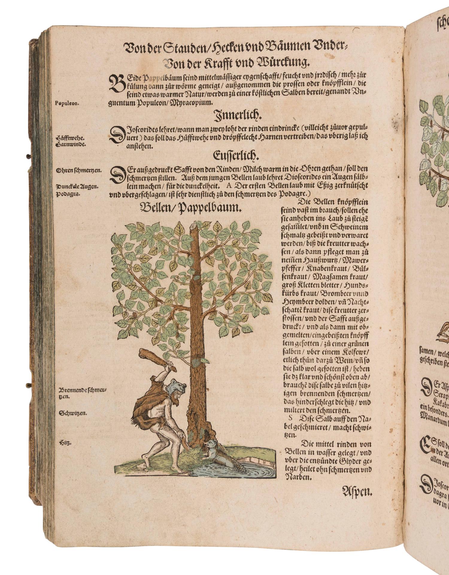 BOCK, Hieronymus (1489?-1554). Kreutterbuch. Strassburg: Josias Rihel, 28 August 1595.