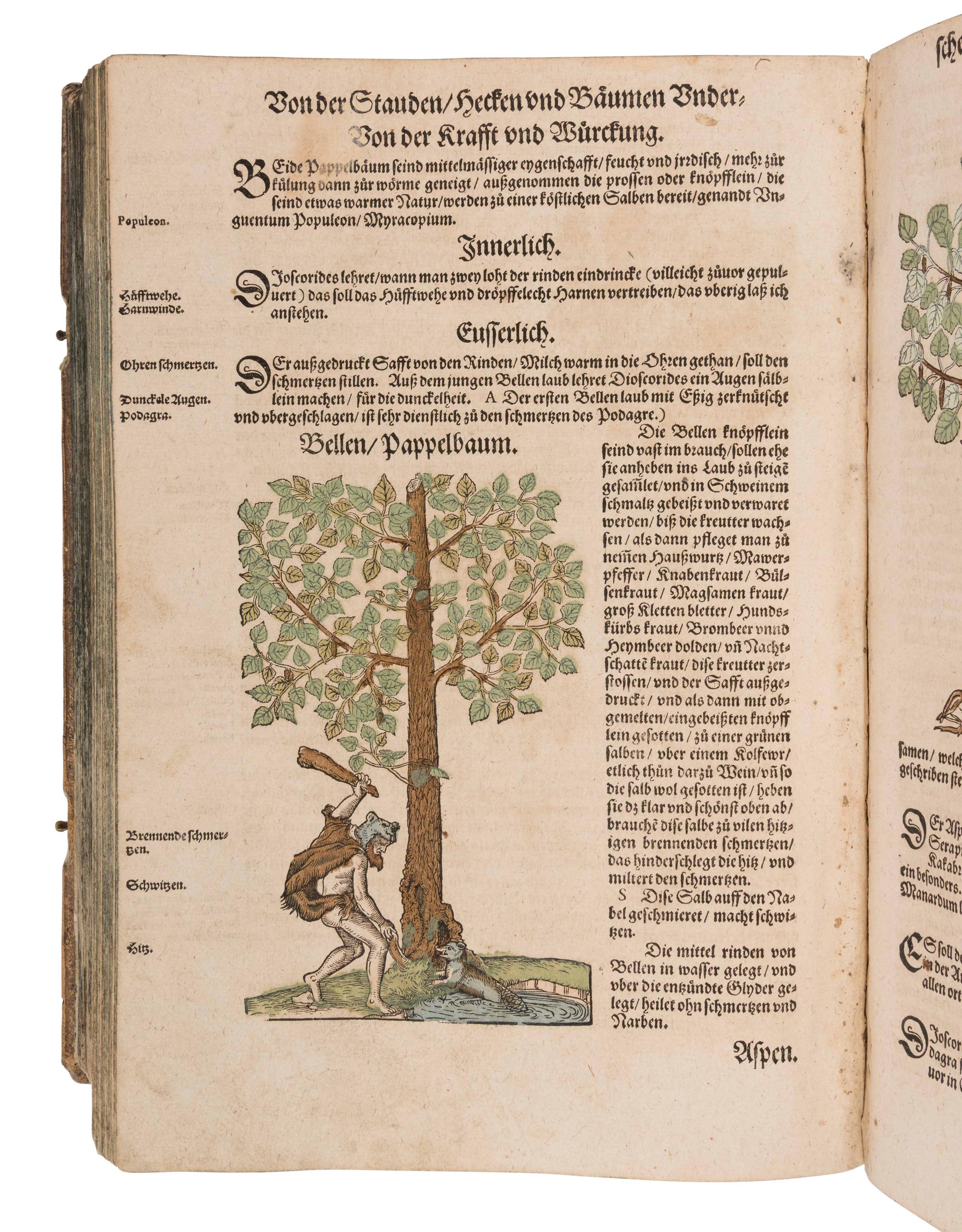 BOCK, Hieronymus (1489?-1554). Kreutterbuch. Strassburg: Josias Rihel, 28 August 1595.