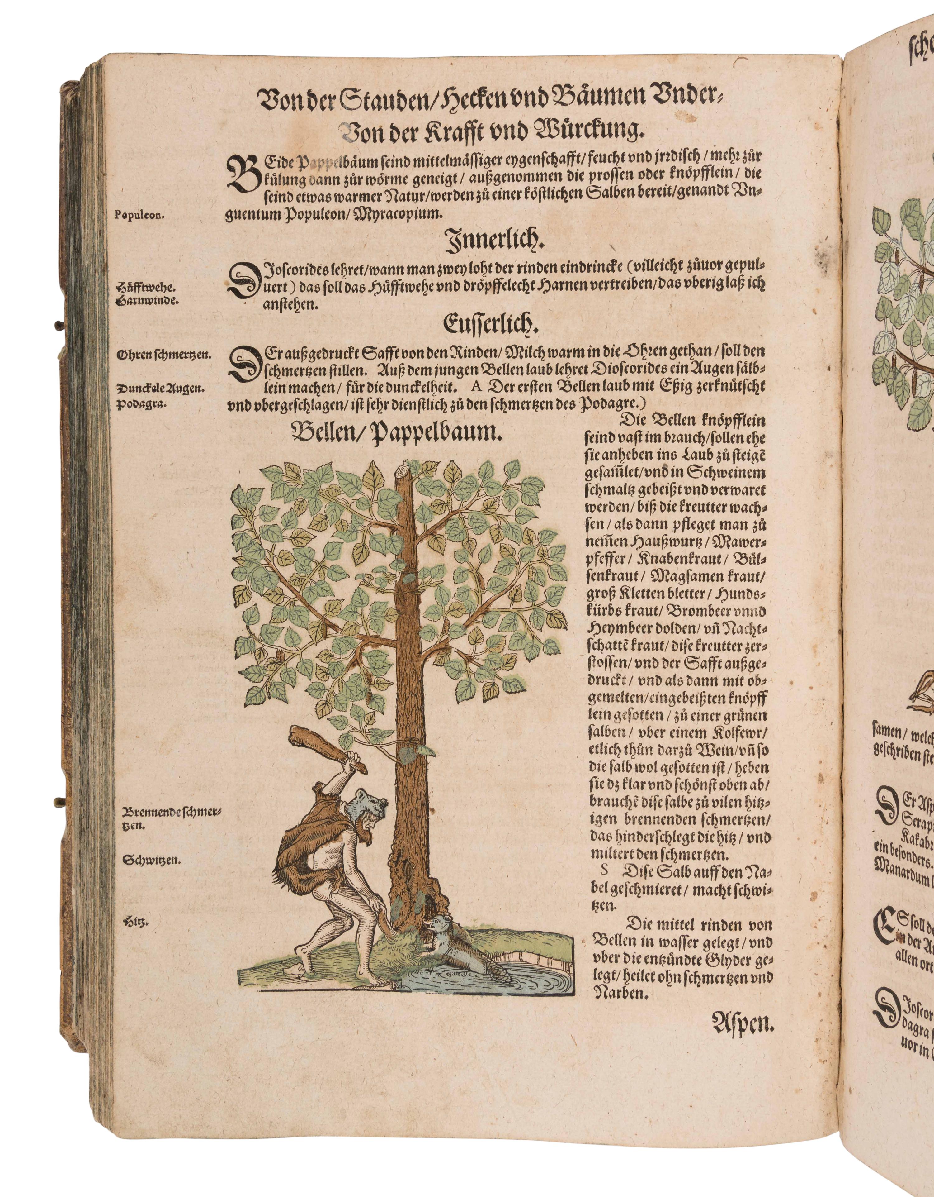 BOCK, Hieronymus (1489?-1554). Kreutterbuch. Strassburg: Josias Rihel, 28 August 1595.