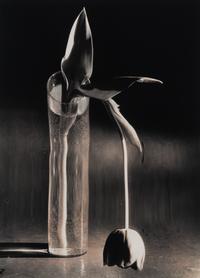 Melancholic Tulip, 1939; printed mid 1970s