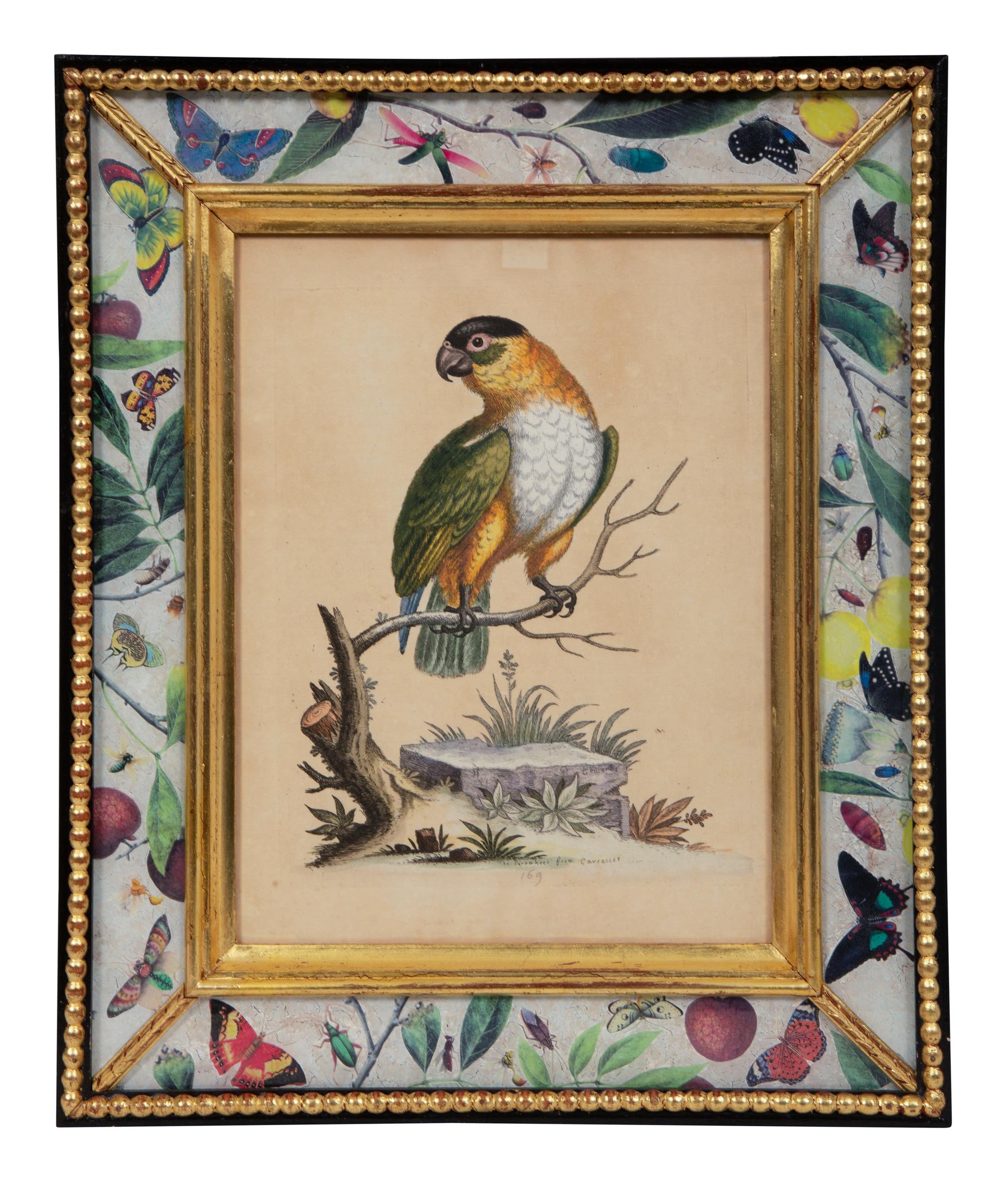A Set of Twelve Hand-Colored Engravings of Parrots from A Natural History of Uncommon Birds by George Edwards (English, 1694-1773)