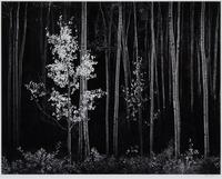 Aspens, Northern New Mexico
