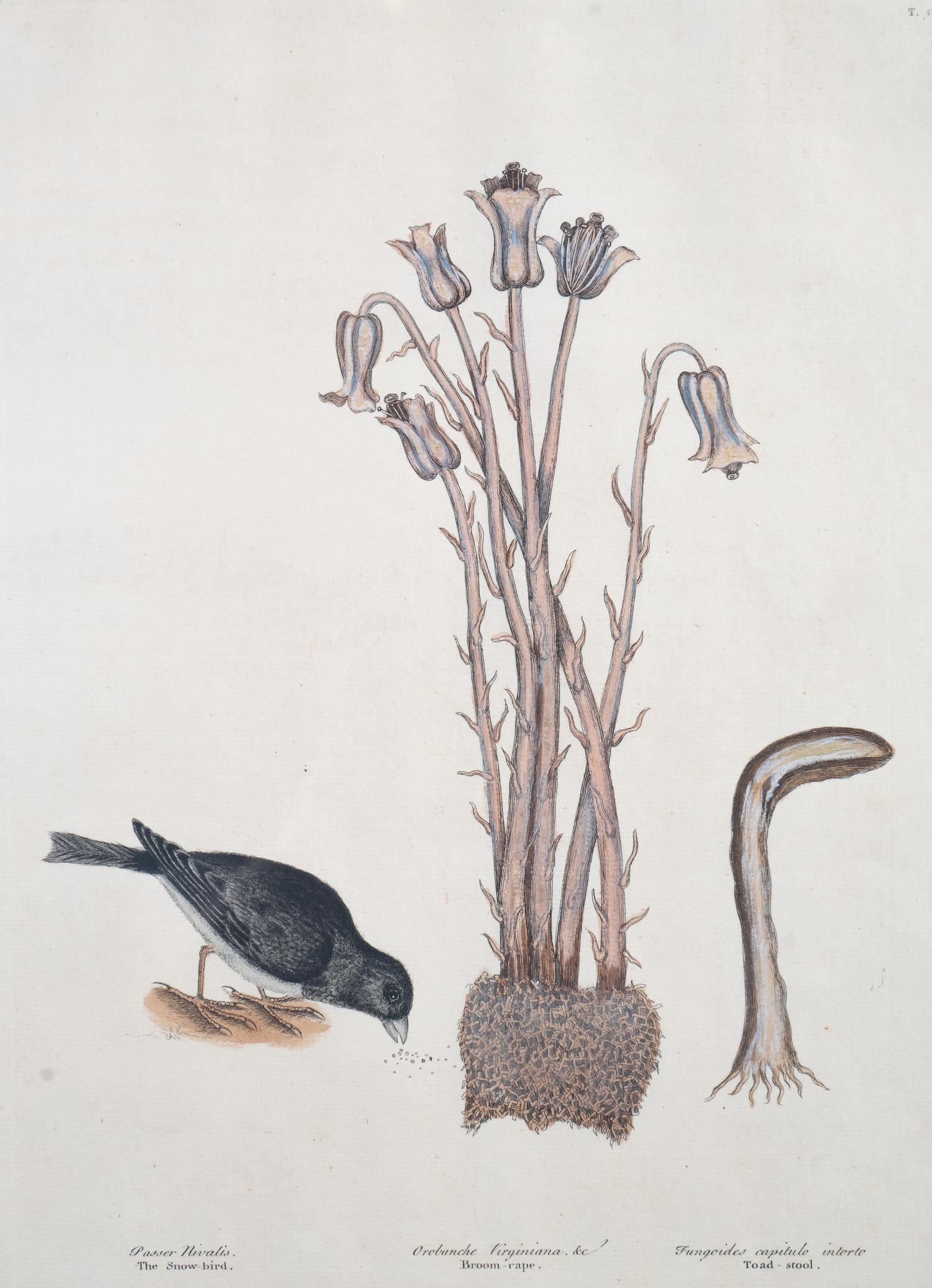 Six Colored Botanical Engravings