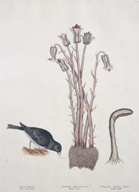 Six Colored Botanical Engravings