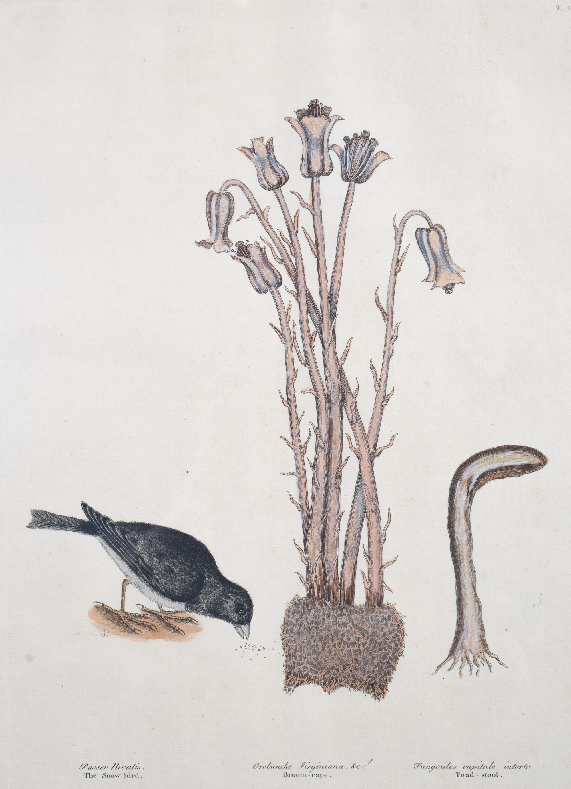 Six Colored Botanical Engravings