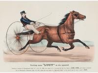 Trotting mare "LUCY" as she appeared
