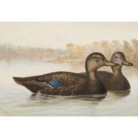 ALEXANDER POPE JUNIOR (AMERICAN 1849-1924) "BLACK DUCK" FROM UPLAND GAME BIRDS AND WATERFOWL OF THE UNITED STATES
