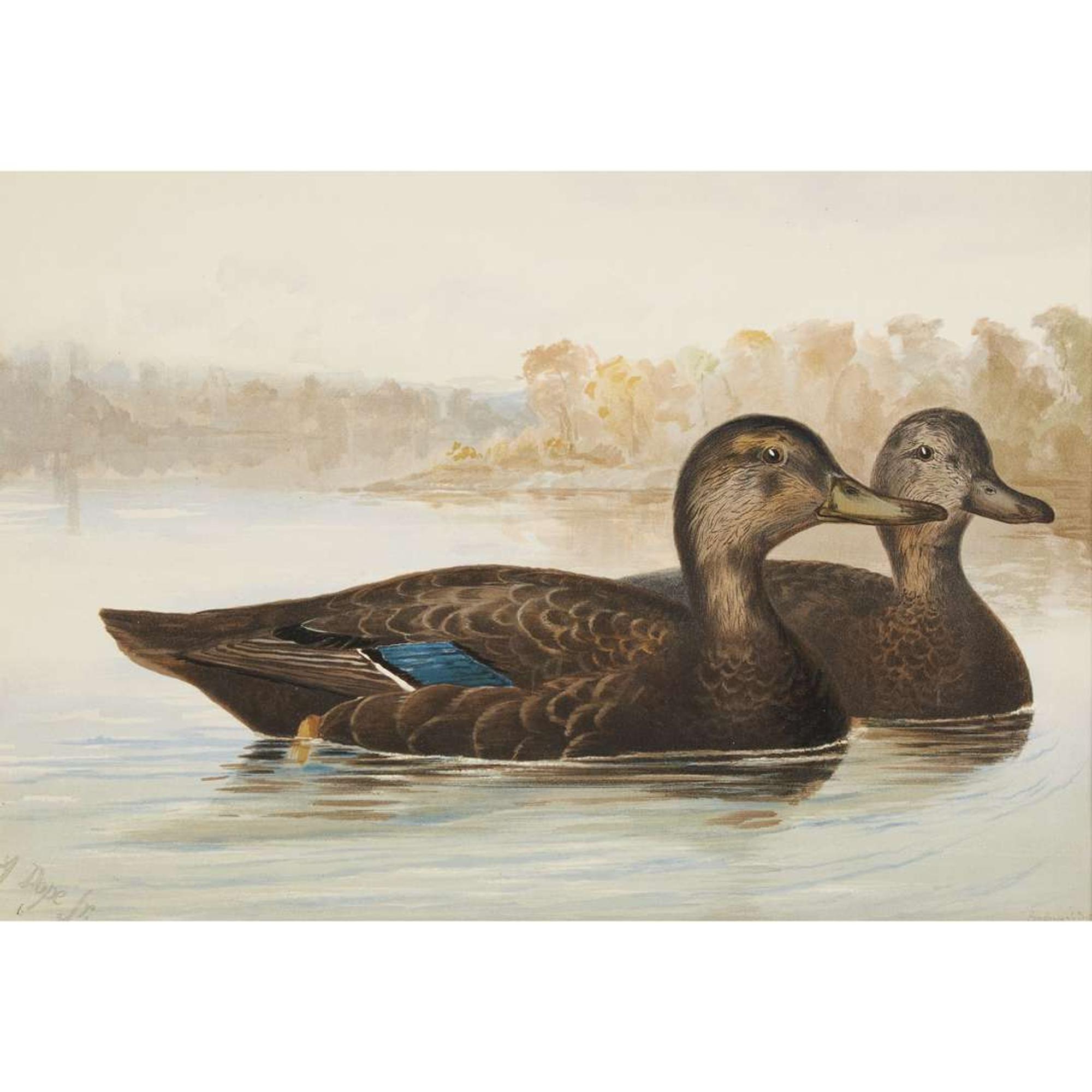 ALEXANDER POPE JUNIOR (AMERICAN 1849-1924) "BLACK DUCK" FROM UPLAND GAME BIRDS AND WATERFOWL OF THE UNITED STATES