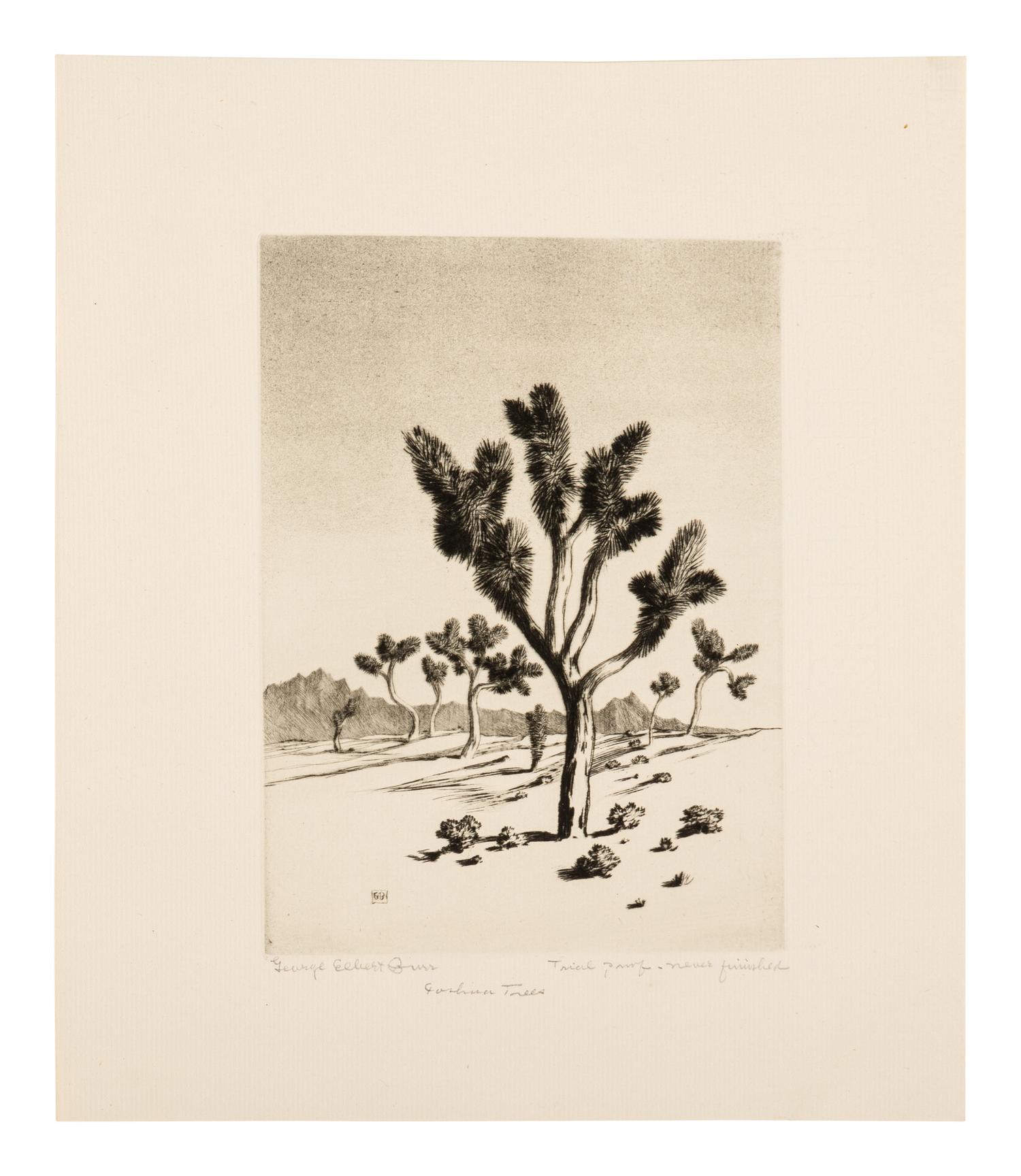 Two Works: Cucumber Cactus and Joshua Trees